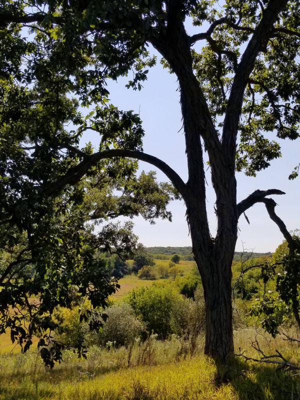 Planting Native Trees & Shrubs with Illinois Prairie Wild Ones