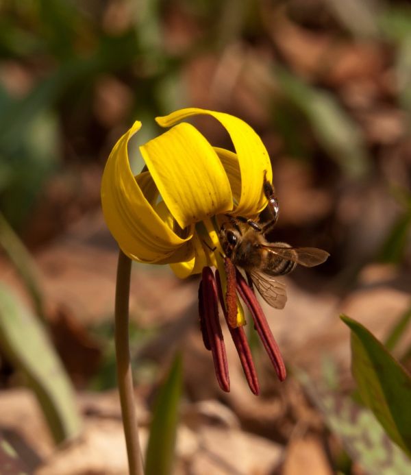 The Buzz on Bees - Honeybees
