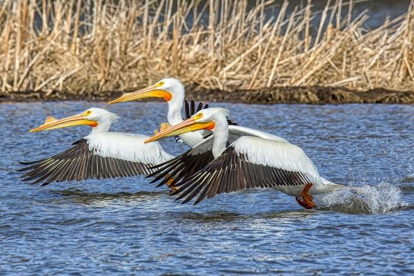 Kozak_Lake Bloomington_Wildlife 2