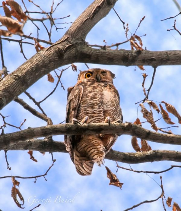 Forest Park Owls: Hiding in Plain Sight