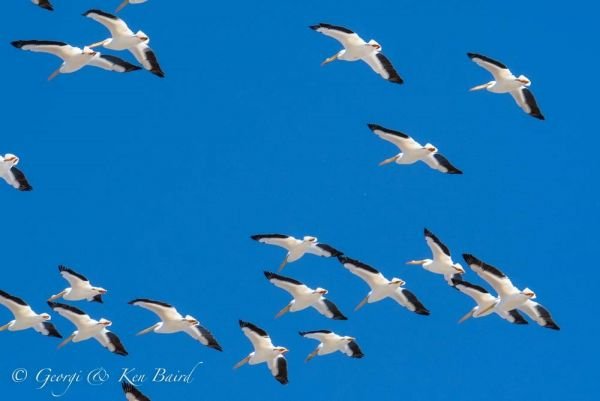 JWP Audubon Spring Migration Bird Walks