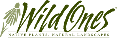 Children and Elders Forest: conversation about a local afforestation effort