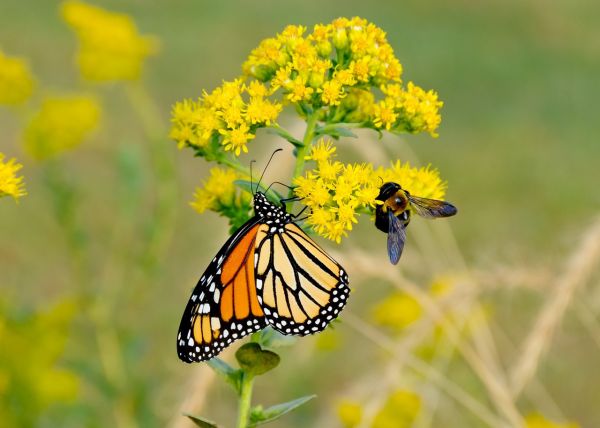 Greenways & Pollinator Pathways