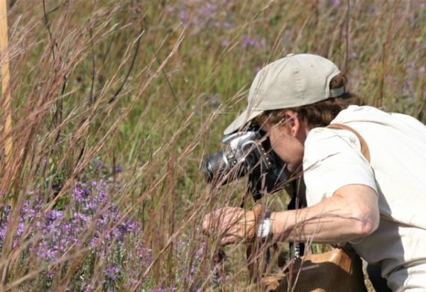 Identifying Wildflowers in McLean County