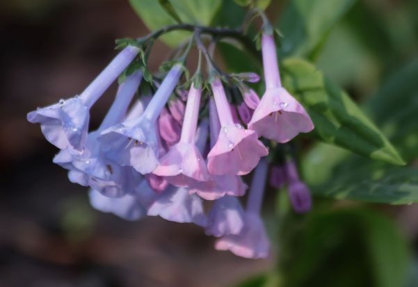 Spring Wildflowers Scavenger Hunt