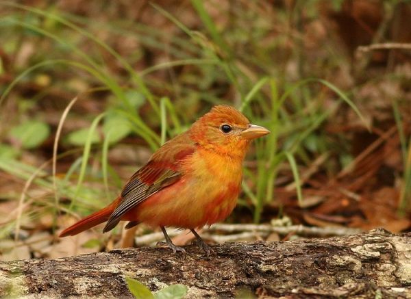 Ewing Park Fall Migration Bird Walks