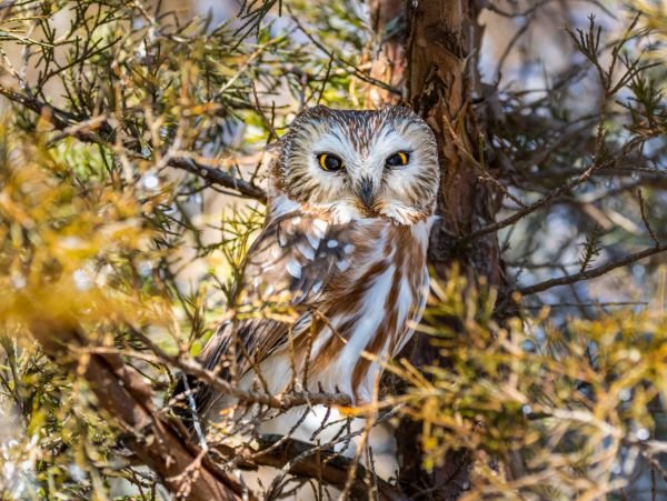 JWP Audubon Photo Exhibit