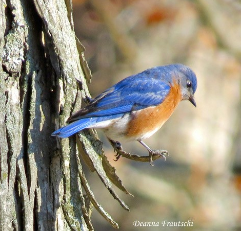 JWP Audubon Spring Bird Walk