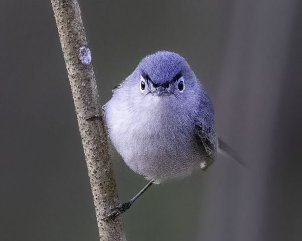 JWP Audubon Spring Migration Bird Walk