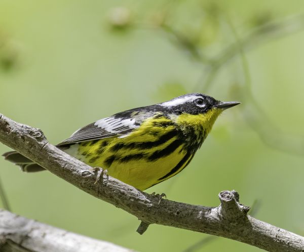JWP Audubon Spring Migration Bird Walk