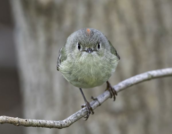 Hidden Creek Bird Walk