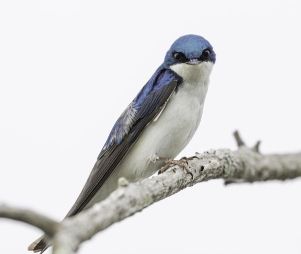 JWP Audubon Spring Migration Bird Walk