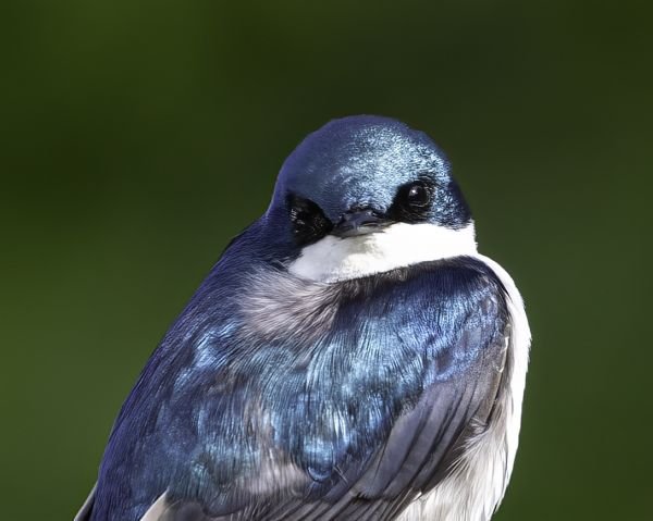 Maxwell Park Bird Walk