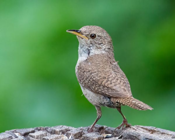 September Bird Walks