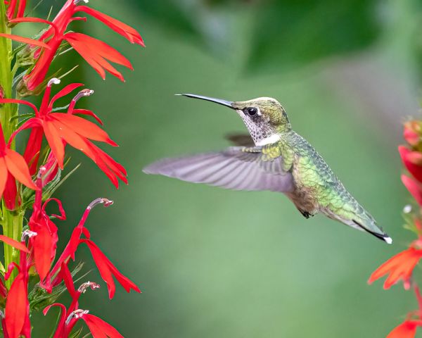 Hummingbird Festival at Sugar Grove