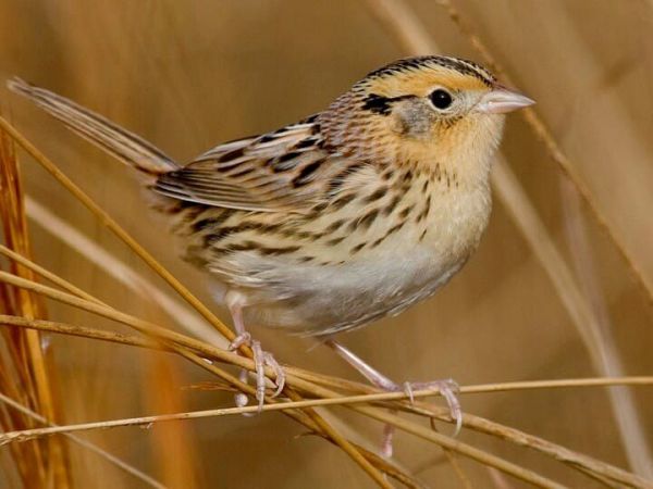 JWP Spring Bird Walk