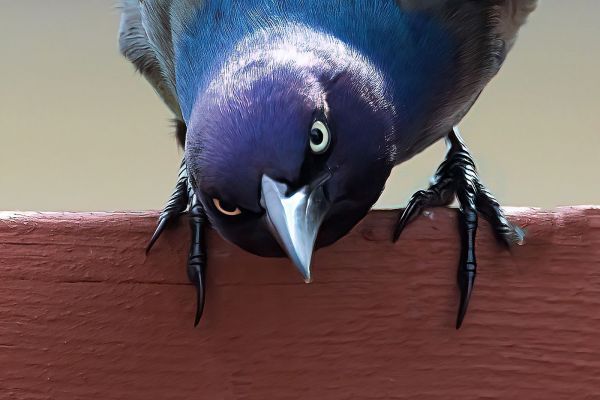 JWP Audubon Bird Photography Exhibit