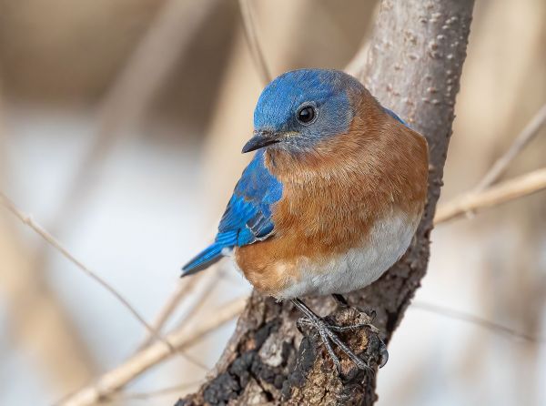 JWP Spring Bird Walk