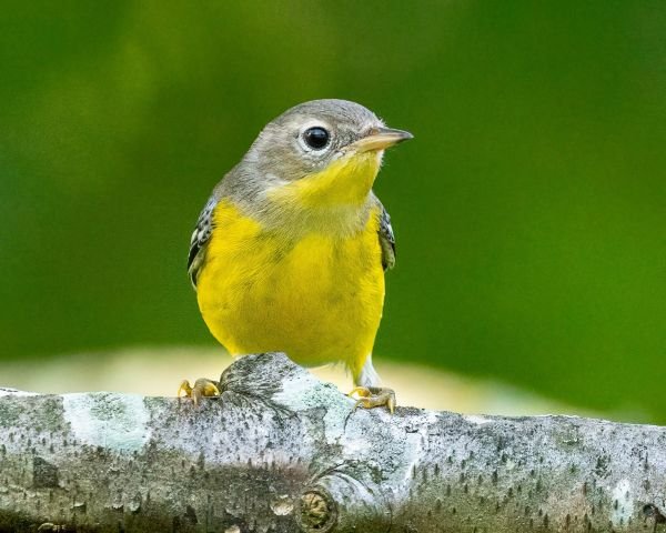 JWP Spring Bird Walk