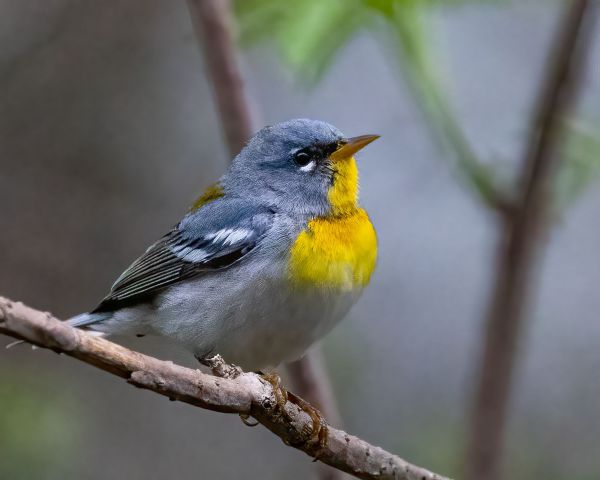 JWP Spring Bird Walk