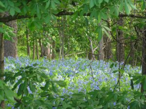 Wildflower Walk 2023