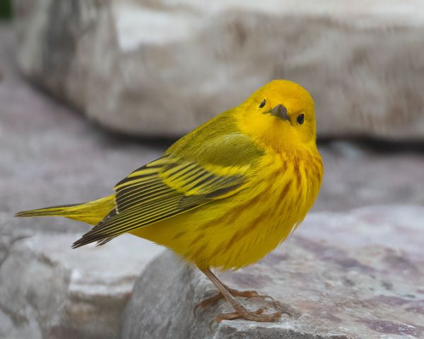 JWP Spring Bird Walk