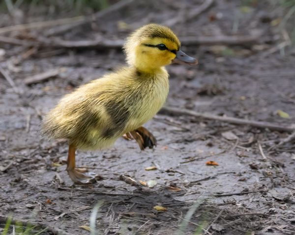 JWP Spring Bird Walk