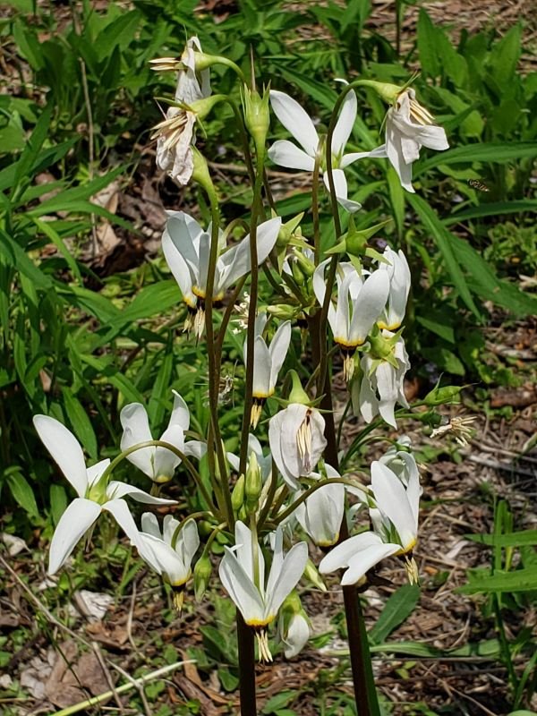 Native Planting - Successes & Challenges