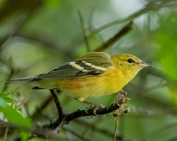 JWP Fall Bird Walks