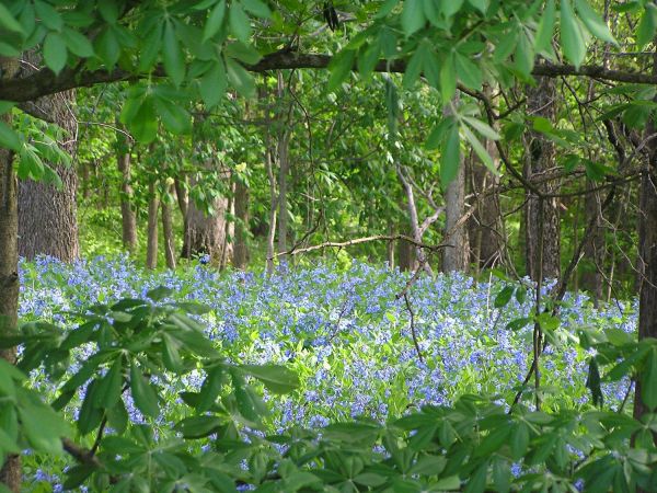 Native Plants of the Midwest