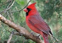 Bird Checklist
