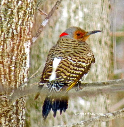 Fall Bird Walk - Ewing Park II