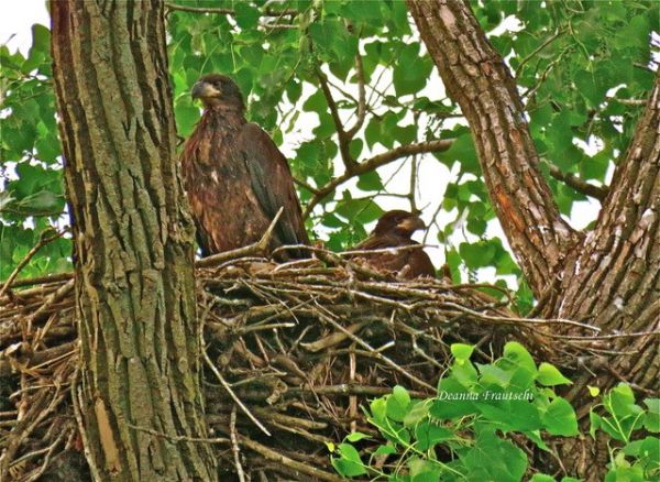 Fall Bird Walk - Maxwell Park