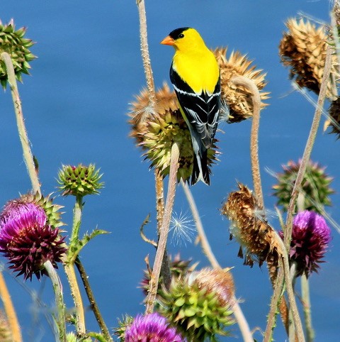 Audubon chapter annual meeting & bird walk