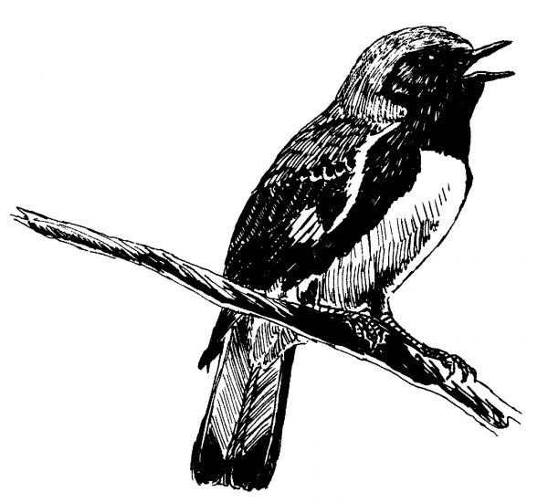 Spring Bird Walks