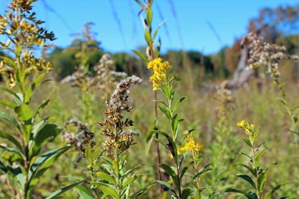 Hummingbird Festival & Pollination Celebration